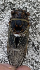 Diceroprocta cinctifera