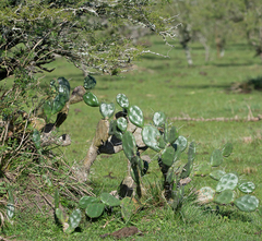Opuntia rioplatense
