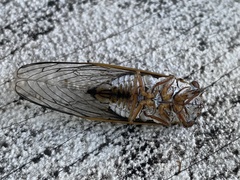 Diceroprocta cinctifera