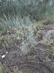 Artemisia jacutica