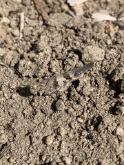 Trimerotropis fontana