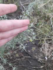 Artemisia jacutica