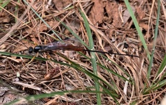 Dolichomitus irritator