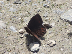 Erebia pronoe
