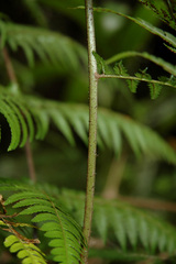 Alsophila leichhardtiana
