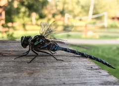 Aeshna canadensis