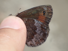 Erebia pronoe