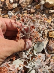 Eriogonum robustum