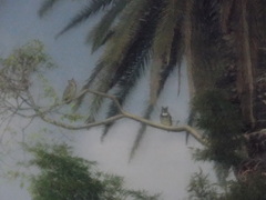 Bubo virginianus nacurutu