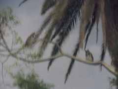 Bubo virginianus nacurutu