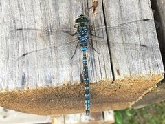 Aeshna canadensis
