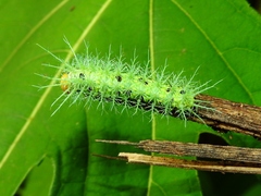 Molippa