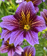 Salpiglossis sinuata