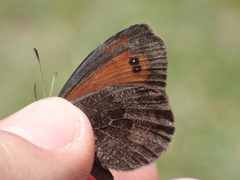 Erebia gorgone