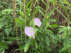 Calystegia hederacea