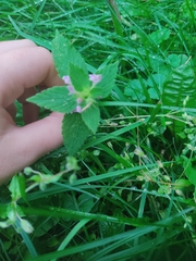 Galeopsis bifida