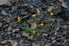 Alyssum trichostachyum