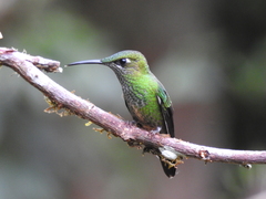 Violet-Fronted Brilliant photo 2