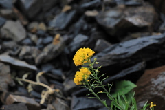 Alyssum trichostachyum