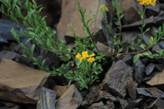Alyssum trichostachyum
