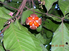 Guarea kunthiana