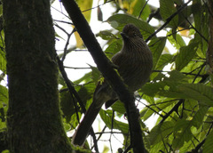 Grammatoptila striata