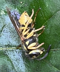 Vespula squamosa