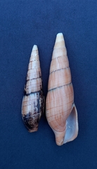 Isara glabra
