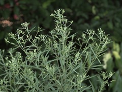 Eupatorium torreyanum