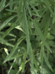Eupatorium torreyanum