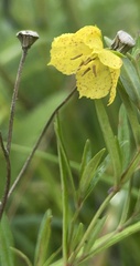 Lysimachia quadriflora