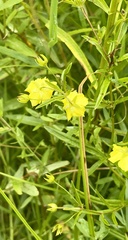 Lysimachia quadriflora