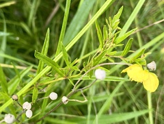 Lysimachia quadriflora