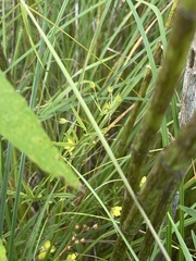 Lysimachia quadriflora