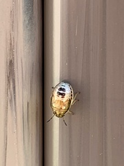 Holcostethus limbolarius