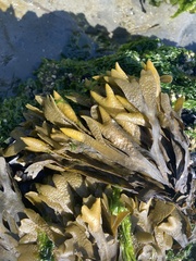 Fucus distichus