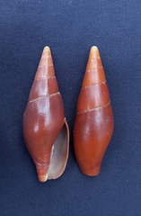 Isara carbonaria