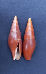 Isara carbonaria