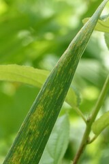Puccinia elymi