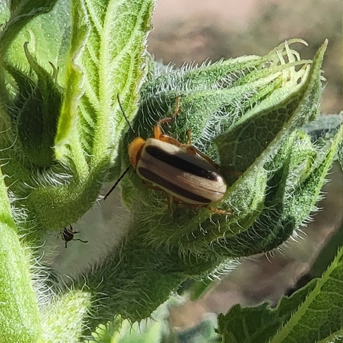 Zonitis bilineata photo 5