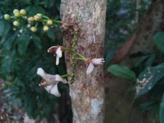 Dysoxylum parasiticum