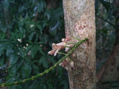 Dysoxylum parasiticum