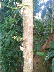 Dysoxylum parasiticum