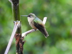 Anthocephala berlepschi