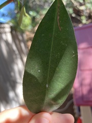 Diaphorina citri
