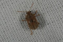 Demotina modesta