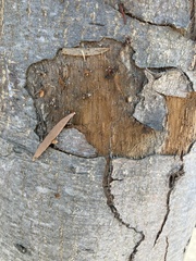 Diaphorina citri