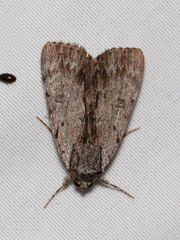 Catocala sordida