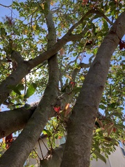 Diaphorina citri