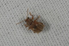 Demotina modesta